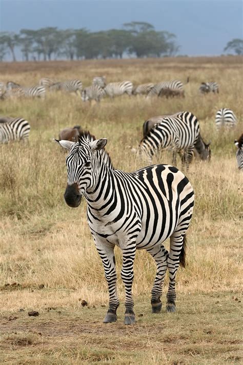 They also have a powerful kick that can cause. . Zebra wikipedia